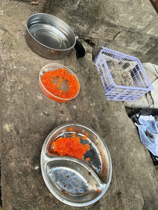 ? Во дворах Питера котиков угощают красной икрой
Он?...