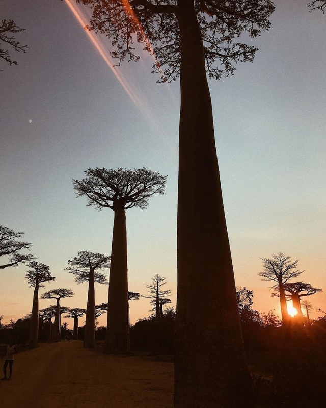 Мадагаскар??
Аллея баобабов является знаменитой гр...