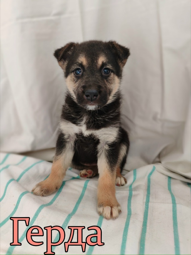 🌟 Девочки-красавицы ищут свой долгожданный дом! 🌟
На...