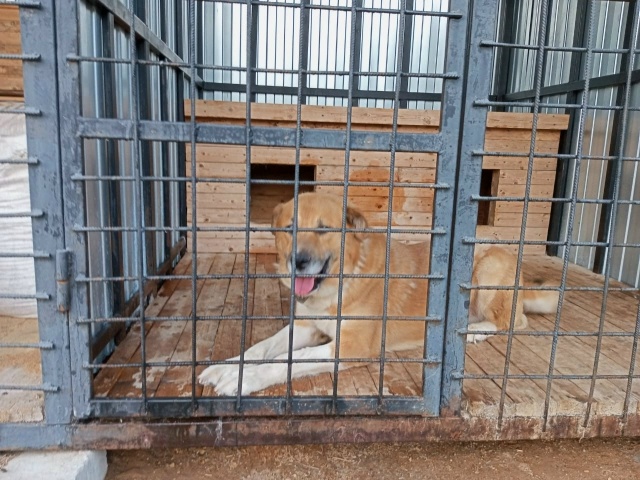 🆘️🆘️🆘️КОНОША🆘️🆘️🆘️
Собаки ждут своих хозяев...
