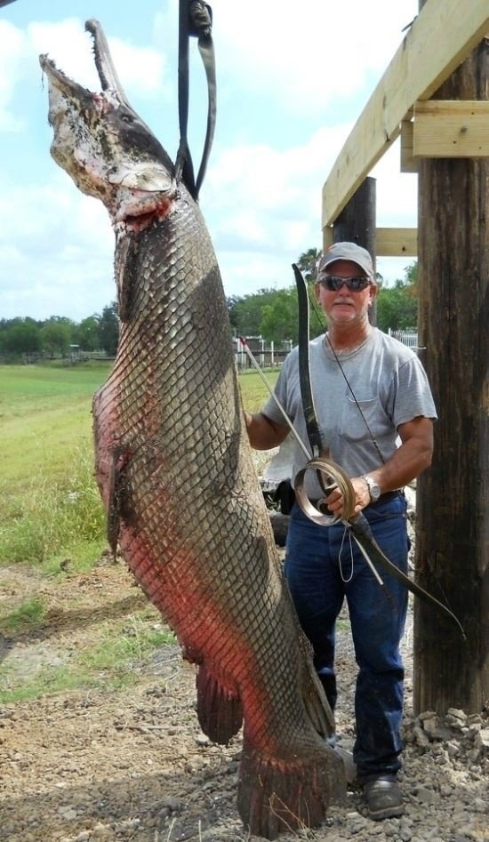 Миссисипский панцирник или аллигаторова щука — это од...