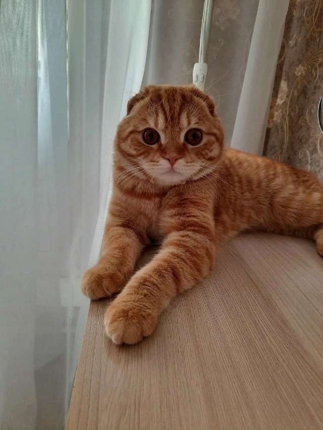 🐈 Сегодня отмечается Вceмирный день кошек.
А у вас ес?...