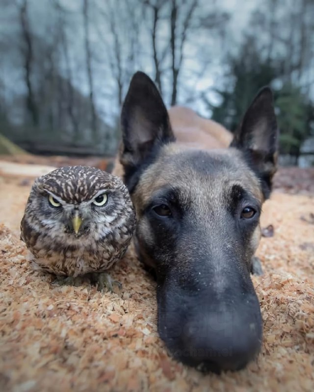 Отвлекитесь на минутку и посмотрите трогательную фотосессию бельгийской овчарки Инго и сычей: это ми