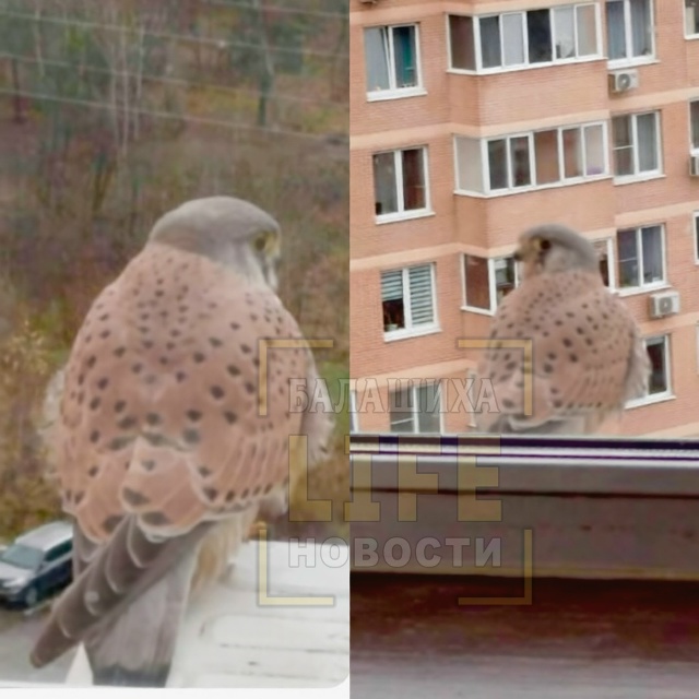 В микрорайоне Новое Павлино заметили редкую гостью — ?...
