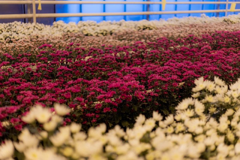 Цветы в России, похоже, будут не только из Голландии — но и из Сибири
ВТБ профинансировал строитель