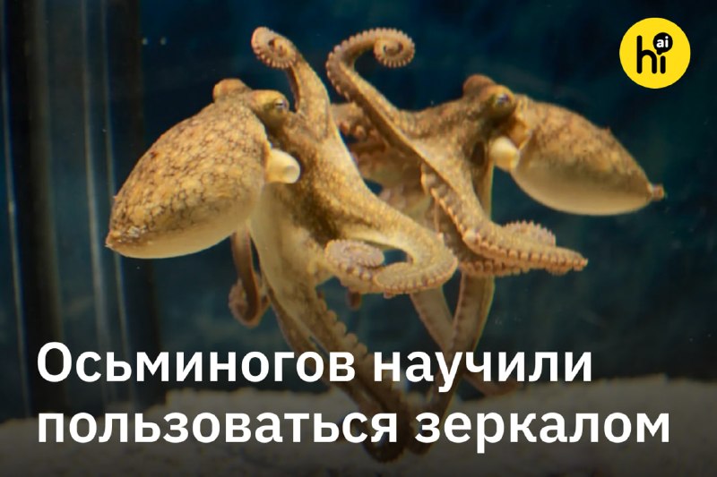 👨 Осьминоги научились искать еду с помощью зеркала
Ученые из Дартмутского колледжа научили трех кал