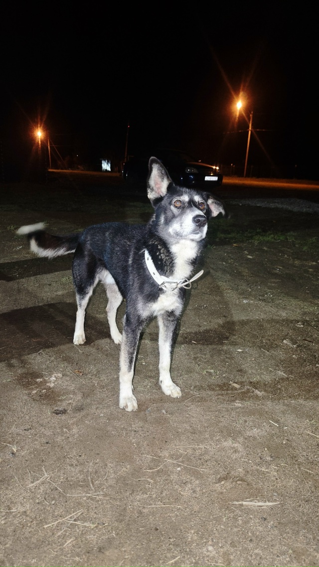 Собака бегает по Труфаново. Может кто потерял?