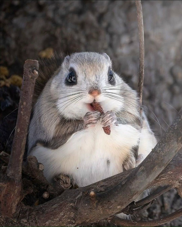 Редкому удаётся увидеть это скрытное животное в дикой ...