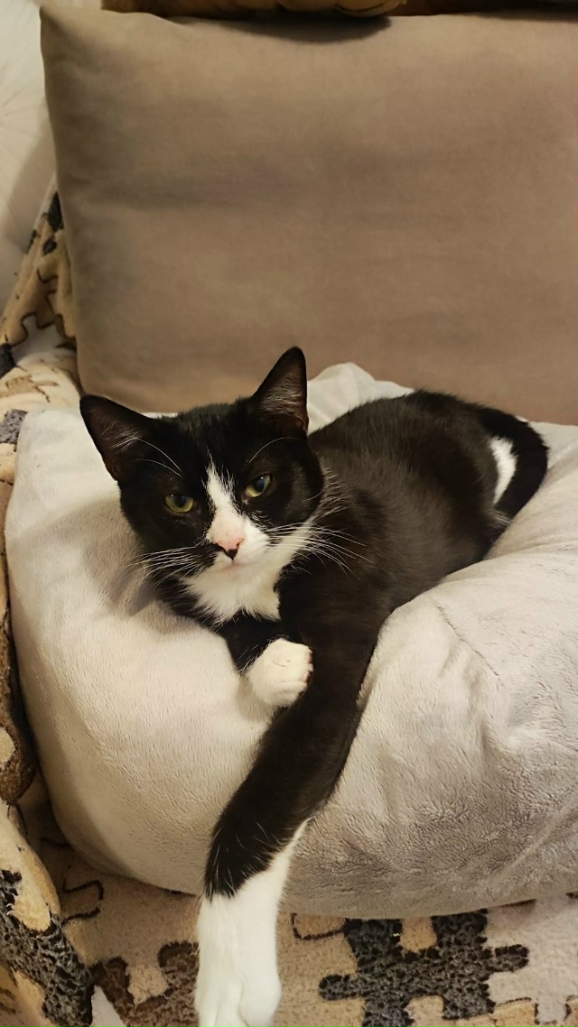 🙏Админ, напечатайте, пожалуйста, 🙏котята находятся в...