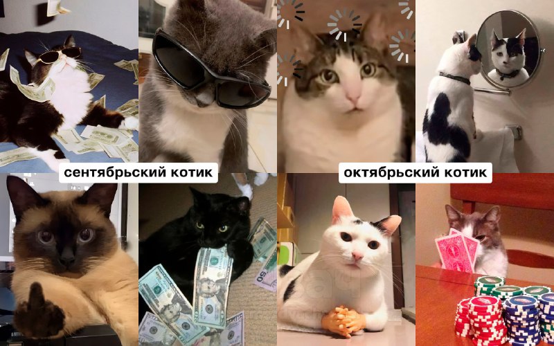 Российский астролог рассказал, какой вы… котик по месяцу рождения
Ищем себя, кидаем друзьям