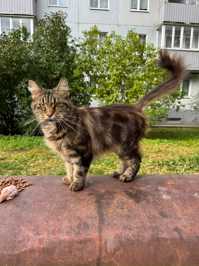 ОСТРОВ, ПСКОВ!
🆘 Выкинут мейн-кун! СРОЧНО ищу передерж?...