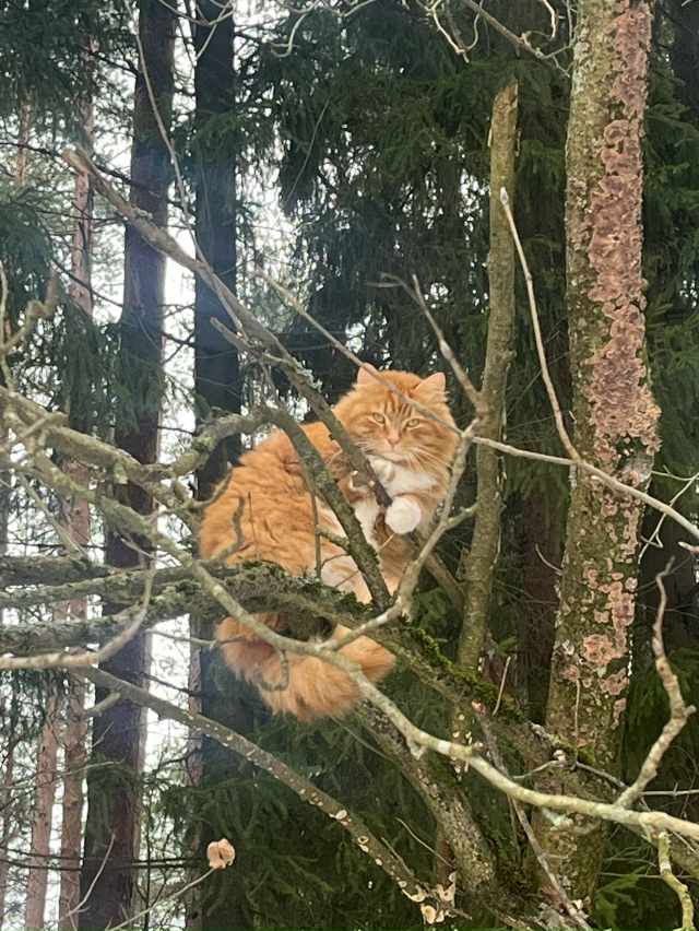Совиный кот