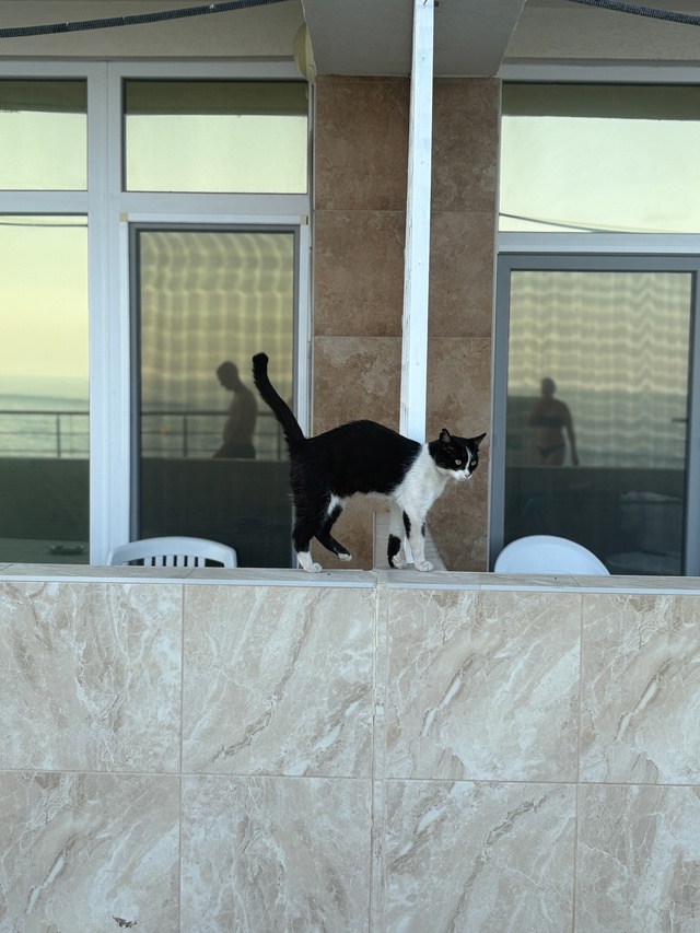 Ялтинские коты №2
#котоохота