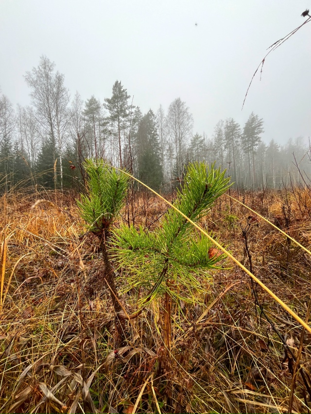 Доброй ночи, Никольск❤