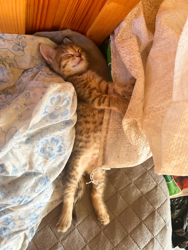 🐈 СРОЧНО ‼️
Котята ищут добрые руки в г. Окуловка! 🐅...