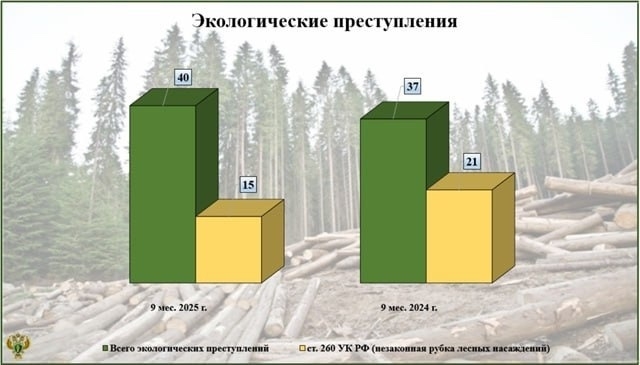 Лесные браконьеры ответят за незаконные рубки леса в д...