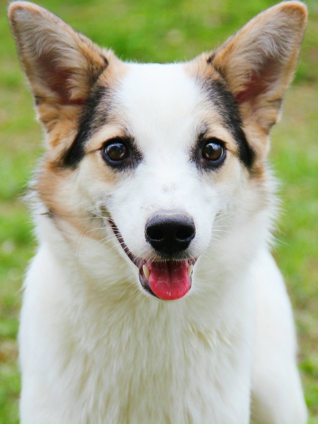 Миленькая и небольшая Туна срочно ищет любящую семью!??...