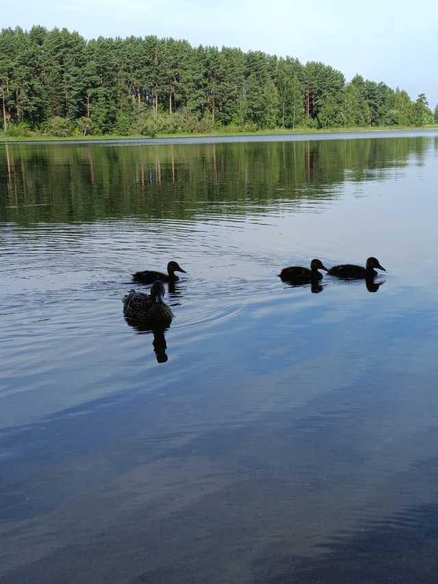 Лето, кличен, утки🦆🦆🦆🙂