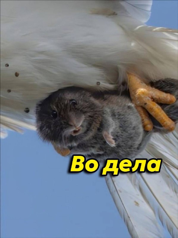 Фотограф Ша Лу словил кадр всей жизни — испуганная полёвка в когтях хищной птицы успела заглянуть пр
