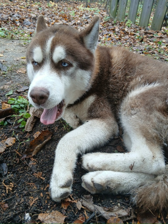 Собака пришла. Не уходит. Чья?