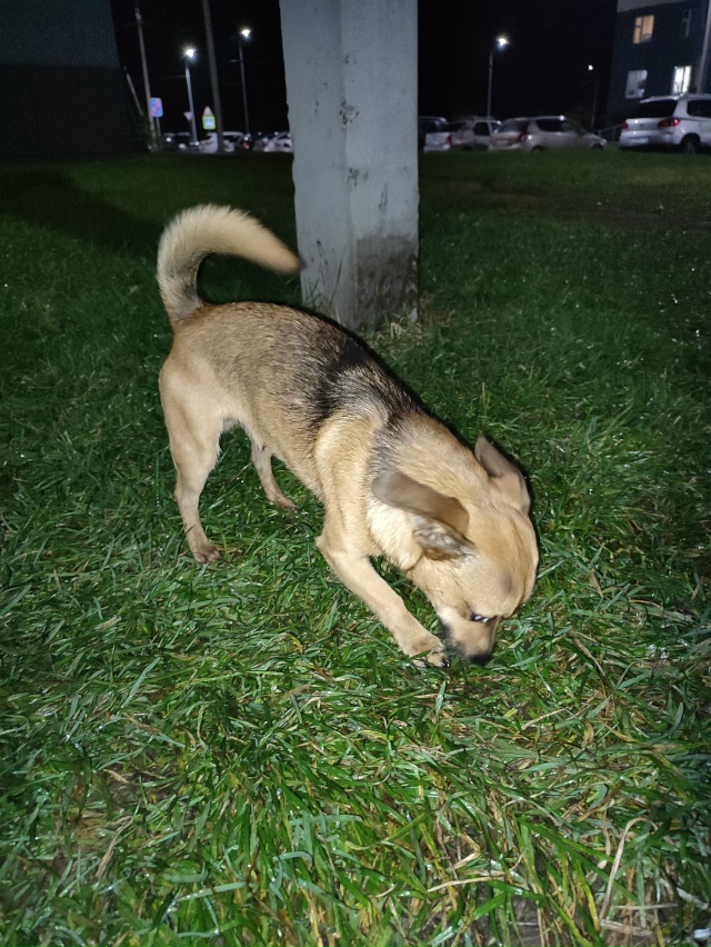 Во дворе Валерия Лесунова д.6 бегает маленькая собачка ...