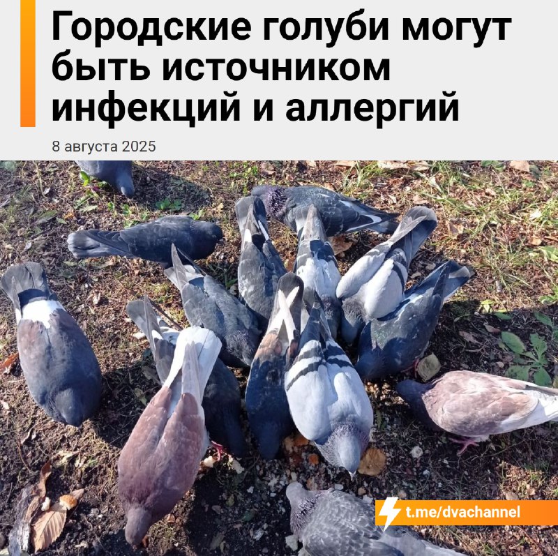 Уличные голуби могут переносить до 90 разных инфекций, из которых не меньше десяти опасны для челове
