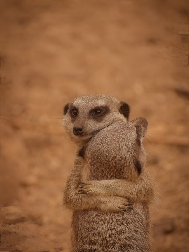 Сурикаты обнимаются не потому, что мёрзнут, а потому чт...