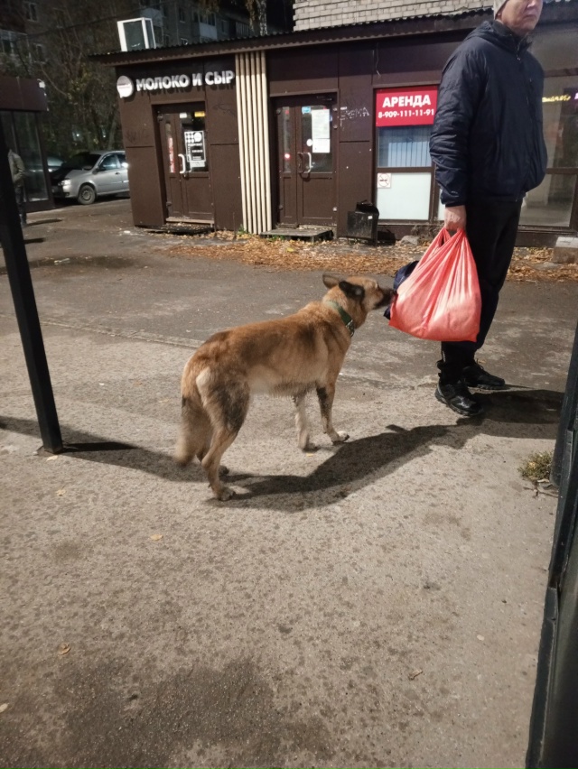 На остановке Астраханская бегает , ищет хозяина пёс , в ...