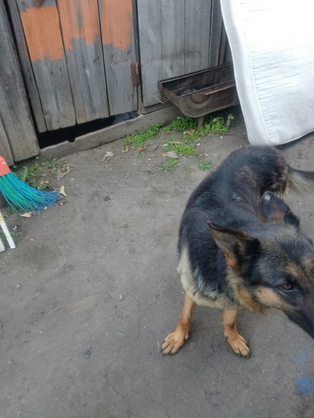 Пост для ваших животных в комменты отдам приму нашли п?...