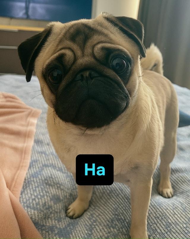 Когда миссия “охранять” внезапно сменяется на миссию...