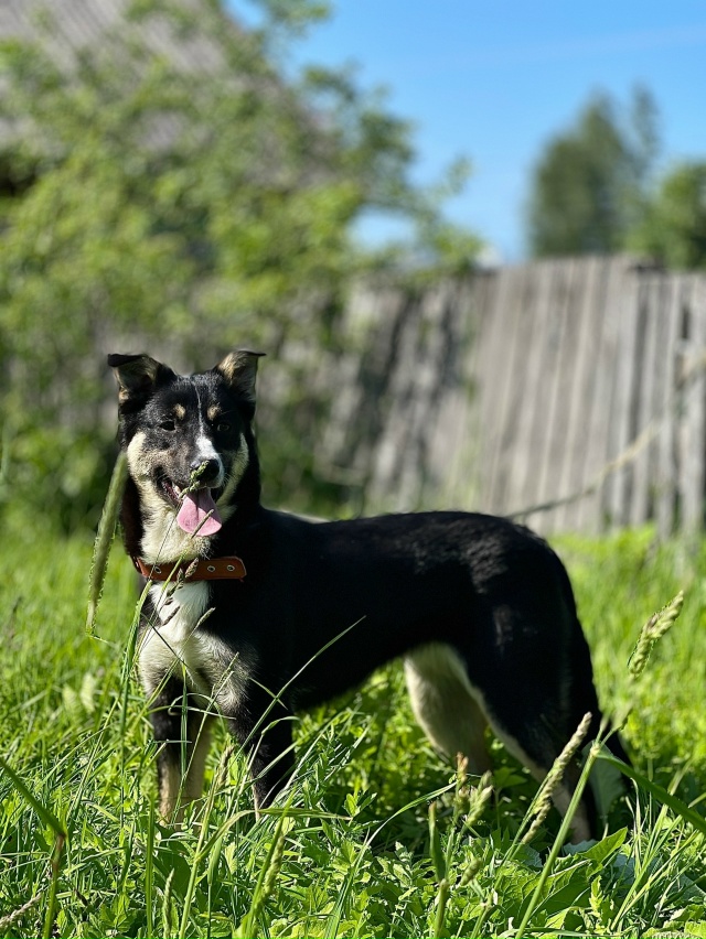 Чудово!!! Веселая девочка Мила ищет дом и ответственных...