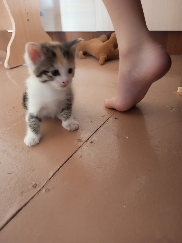 Отдам котят в добрые ручки☺