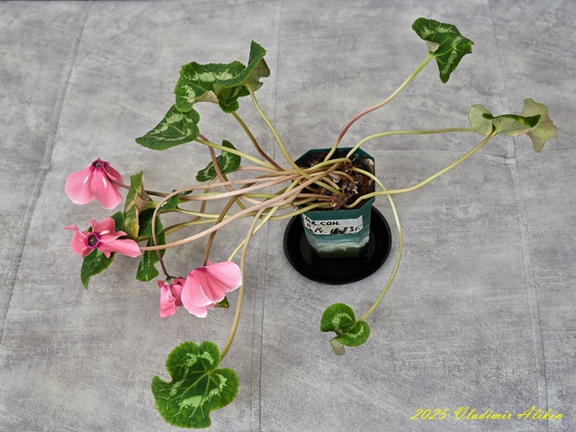 Балконные ))), хвастайте своими )!