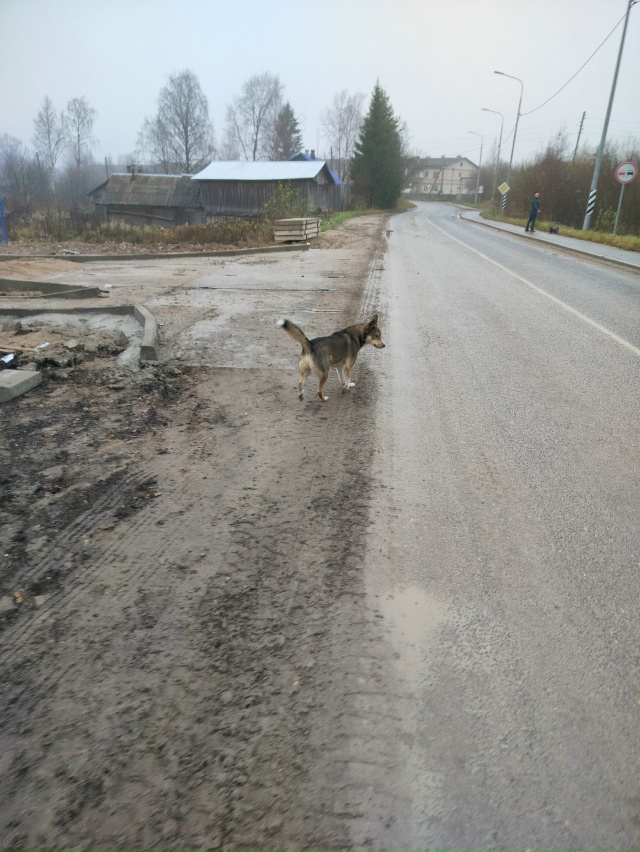 В Ерцево собаки нападают на прохожих
_______________
мы тепер...
