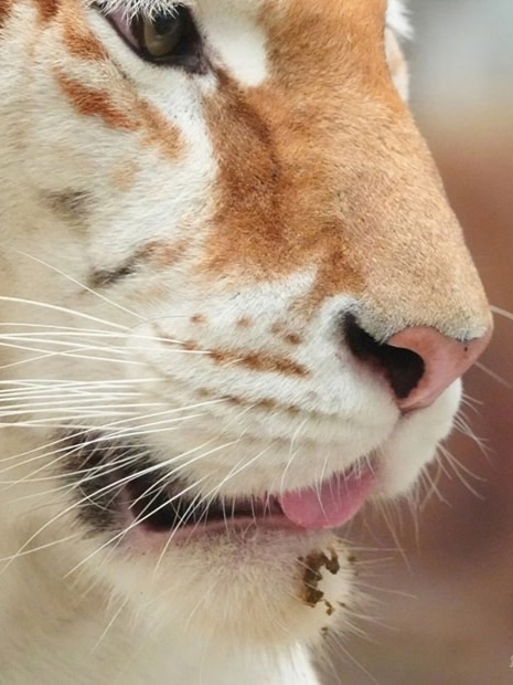 Знакомьтесь, это Ава. Ей 4 года, и она - золотая тигрица.
...