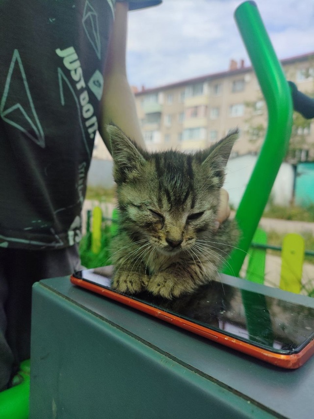 Отдадим маленького котёнка в добрые руки эта девочка