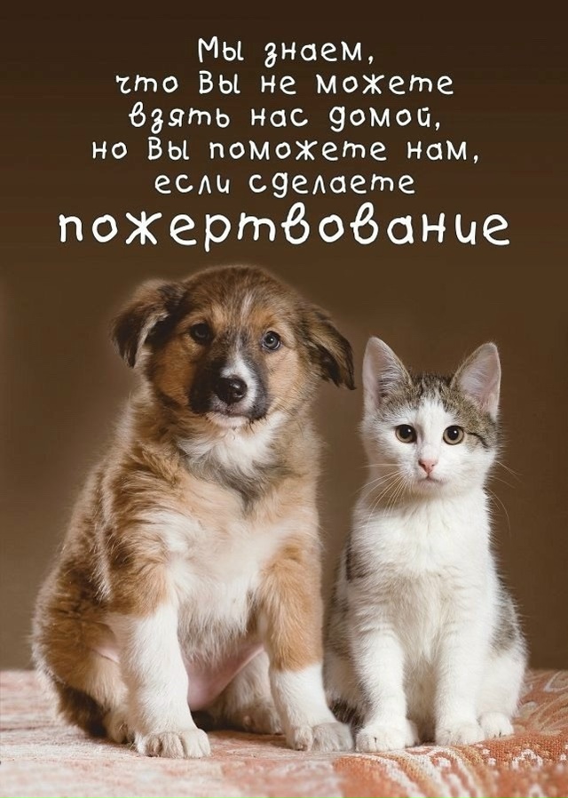 Друзья!
Мы все еще пытаемся насобирать денежку на пога...