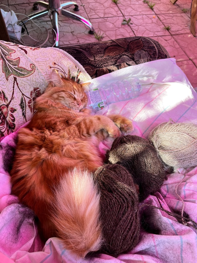 Наши счастья❤️