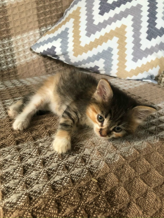 Отдам котят в добрые руки в Можайске. (1,5 мес.,помесь Май...
