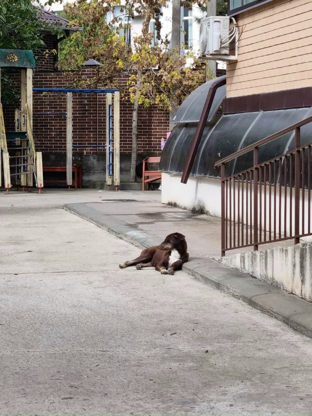 Может кто ищет своего собакена?