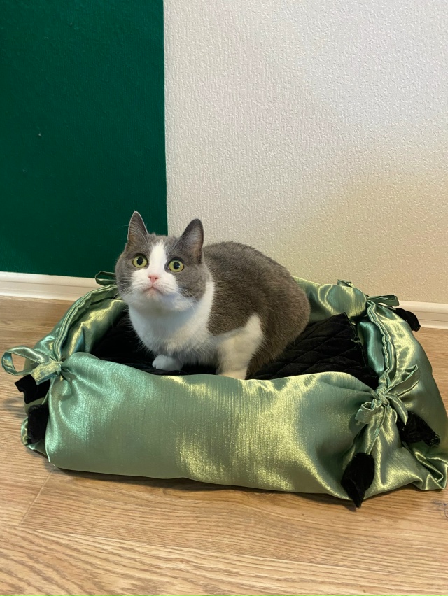 Бляцкая аристократка?
Лежанка сделана мной. Подарю п?...