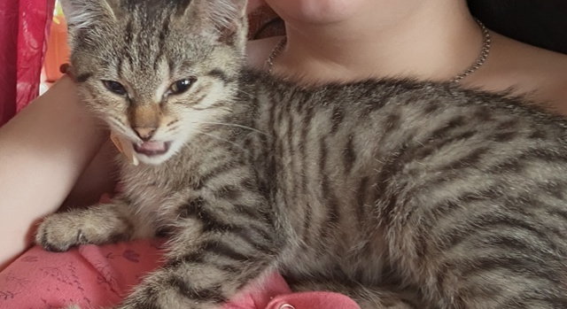 Потерялся котенок , с фиолетовым ошейником, по октябрь?...