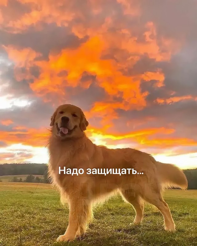 База мопсов