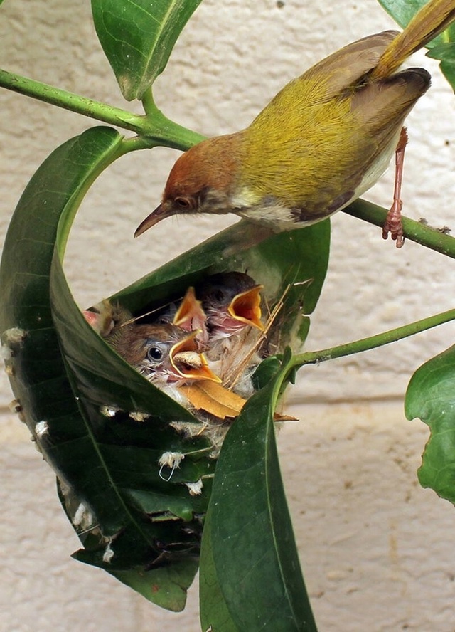 Птица-портниха: как маленьким птичкам удается шить дом...