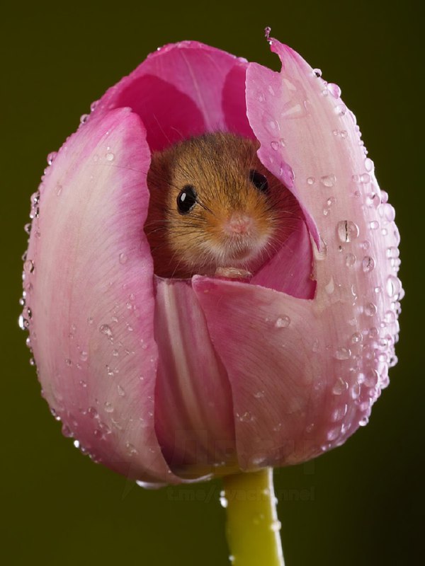 Милота дня: вкатываемся в РАБочую неделю с идеальным антистрессом.
На фото — мыши-малютки, которые