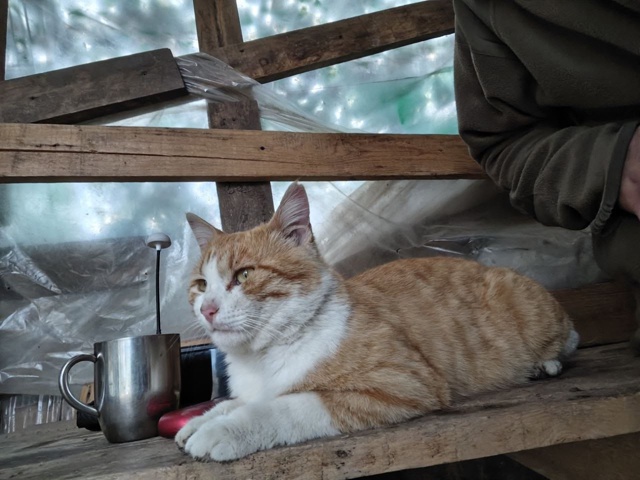 Пропал кот по кличке Рыжий, неделю назад. В районе улиц?...