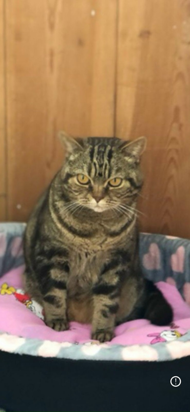 Пропала кошка в районе Никитского монастыря, отзывает?...