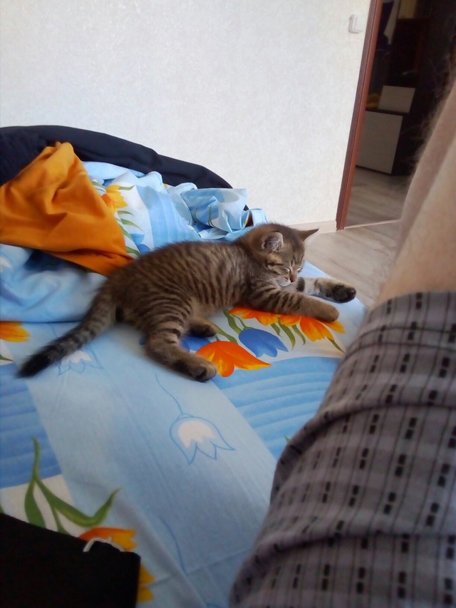 Это мой тошка