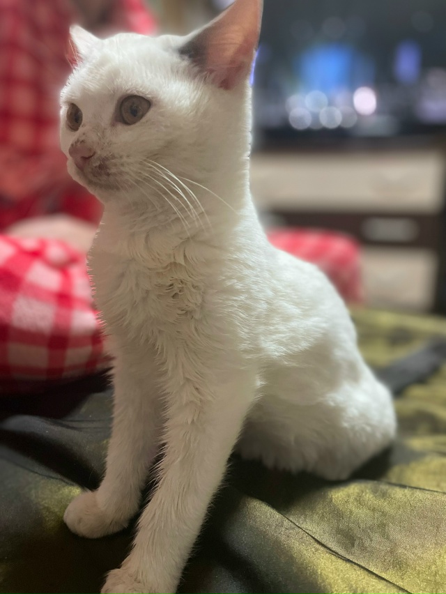 Отдам котенка в добрые руки. Мальчик очень ласковый и и...