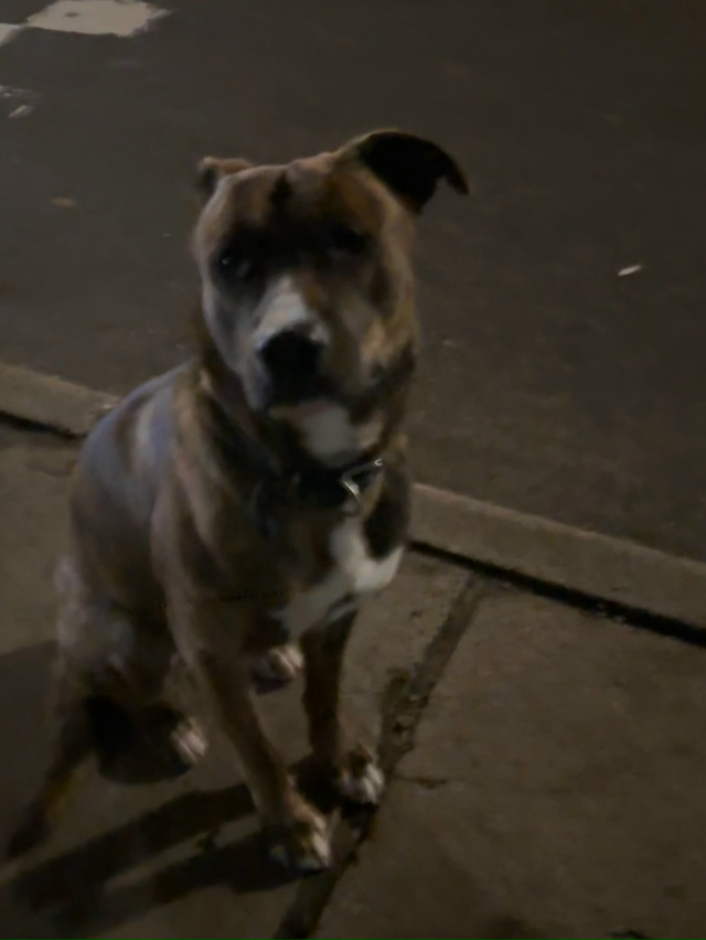 Чей кобель ? Бегает видно, что потерялся.
Очень ласковы...